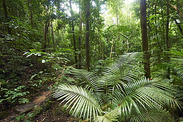 Mossman Gorge Daintree National Park, The Oldest Rainforest In The World, Queensland Australia