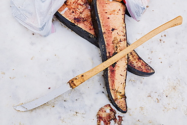 A Large Knife Used To Butcher Bowhead Whale Rests Atop Pieces Of Whale Meat, Barrow, North Slope, Arctic Alaska, USA, Winter