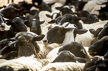 Sheep On A Farm, Namibia