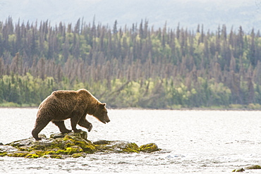 Brown Bear (Ursus Arctos) Fishing In River, Alaska, United States Of America
