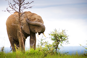 An Elephant With Trunk Twisted Over It's Face To Cover It's Eyes And Plug It's Ears, Murchison Falls National Park, Uganda