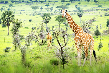 Giraffe (Giraffa Camelopardalis) Looking At Camera With Antelope In The Background, Murchison Falls National Park, Uganda