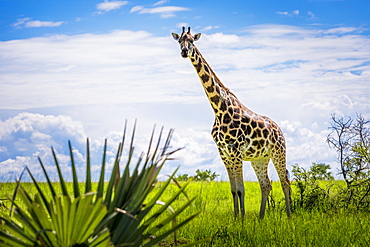 Giraffe (Giraffa Camelopardalis), Murchison Falls National Park, Uganda