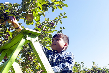 Young Boy Picking Apples In An Apple Orchard, Quebec, Canada