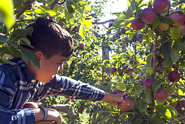 Young Boy Picking Apples In An Apple Orchard, Quebec, Canada