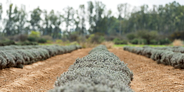 Row Of Crop Plants, Guanajuato, Mexico