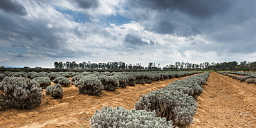 Row Of Crop Plants, Guanajuato, Mexico