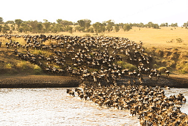 Large Group Of Wildebeest (Connochaetes Taurinus) Surge Across The Flooded Mara River In Serengeti National Park, Tanzania