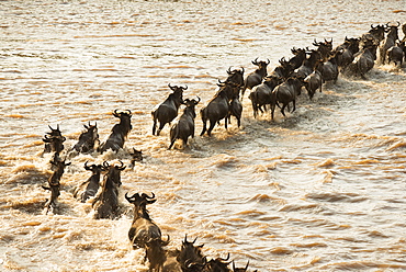 Migrating Wildebeest (Connochaetes Taurinus) Cross The Flooded Mara River In Serengeti National Park, Tanzania