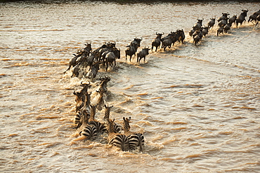 Mixed Group Of Zebras (Equus Quagga) And Wildebeest (Connochaetes Taurinus) Crossing The Flooded Mara River In Serengeti National Park, Tanzania