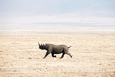 Black Rhinoceros (Diceros Bicornis) Running Across Dry, Dusty Savannah, Ngorongoro Crater, Tanzania