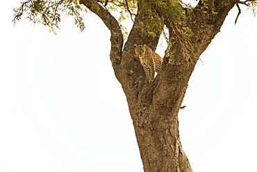 Female Leopard (Panthera Pardus) Stares From Tree, Serengeti National Park, Tanzania