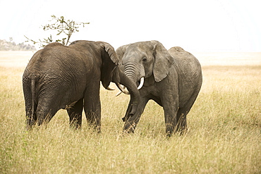 Young Bull Elephants (Loxodonta Africana) Sparring, Serengeti National Park, Tanzania