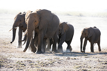 African Elephant (Loxodonta Africana) Family Walks Across Dusty Plain, Amboseli National Park, Kenya