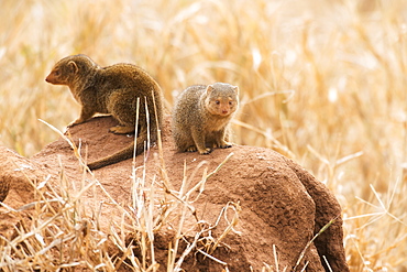 Pair Of Dwarf Mongoose (Helogale Parvula) On Termite Mound, Tarangire National Park, Tanzania