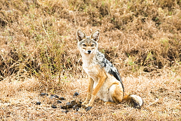 Black-Backed Jackal (Canis Mesomelas), Ngorongoro Crater, Tanzania