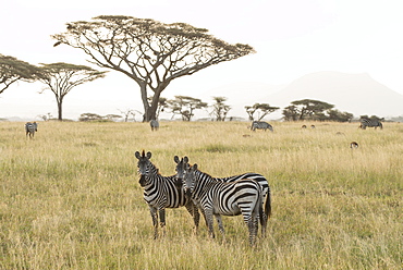 Common Zebras (Equus Quagga) Stand In Dry Season Savannah, Serengeti National Park, Tanzania