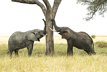 Young Bull African Elephants (Loxodonta Africana) Rub Trunks And Tusks Against Tree, Serengeti National Park, Tanzania