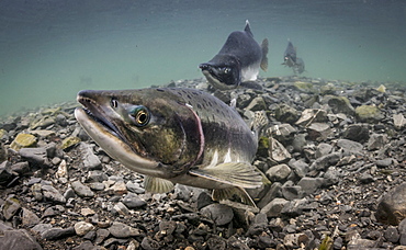 Pink Salmon (Oncorhynchus Gorbuscha) Probes Her Redd In An Alaskan Intertidal Stream During Summer.