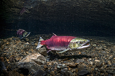 A Female Sockeye Salmon (Oncorhynchus Nerka) Uses Her Anal Fin To Probe Her Redd While A Jack Is Positioned Downstream. Underwater View In An Alaskan Stream During The Summer.