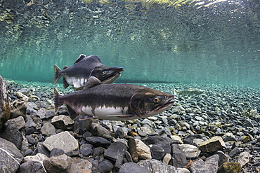 Pink Salmon (Oncorhynchus Gorbuscha) Probes Her Redd While Her Alpha Male Guards In An Alaska Stream During Summer.