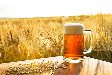 Frothy Beer Mug In A Ripe Golden Barley Field On A Wooden Board With Grains Of Barley At Sunset, Alberta, Canada