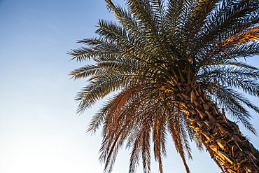 Low Angle View Of A Palm Tree Against A Blue Sky, Migdal, Israel