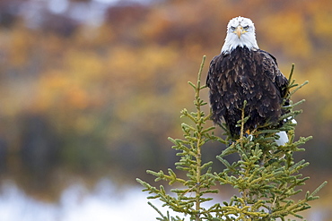 Bald Eagle (Haliaeetus Leucocephalus) Sitting On A Tree Along The Dempster Highway, Yukon, Canada