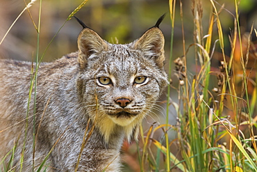 Canadian Lynx (Lynx Canadensis) Walking Through The Underbrush, Yukon, Canada