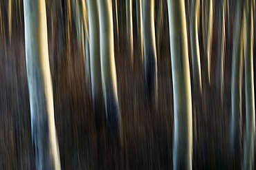 Artistic View Of Aspen Trees Using A Vertical Panning Technique, Carcross, Yukon, Canada