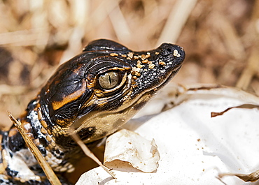 Close Up Of Baby Alligator (Alligator Mississippiensis), Florida, United States Of America