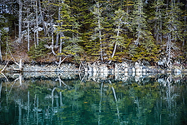 Evergreen Trees Growing Along The Shore Of Prince William Sound Reflect In The Calm Waters In Summertime, Prince William Sound, Whittier, Alaska, United States Of America