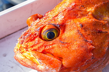 A Orange Rockfish ((Sebastidae) On A Boat After Being Fished Out Of Prince William Sound, Whittier, Alaska, United States Of America