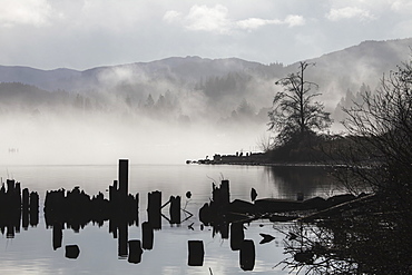 Foggy Mountain Lake Scene With Silhouettes Of Trees, Pilings, Bellingham, Washington, United States Of America