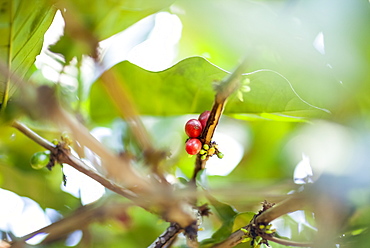 Coffee Cherries On The Tree, Ready To Be Harvested, Sumatra, Indonesia