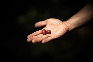 Two Ripe Coffee Cherries Are Held Out For Inspection, Sumatra, Indonesia