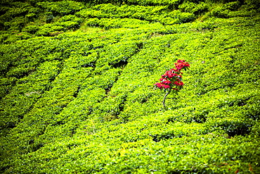 A Lone Poinsettia Plant Stands Above The Green Tea Leaves Of A Sumatran Tea Plantation, Sumatra, Indonesia