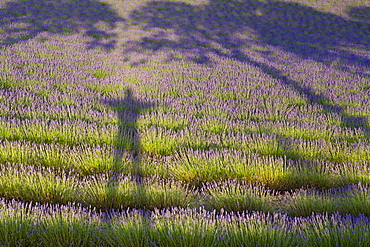 Lavender Field And Shadows Of A Man And Tree, Provence, France