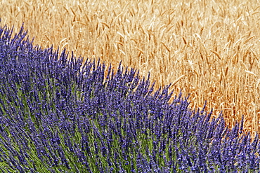 Lavender Against A Wheat Field, Provence, France