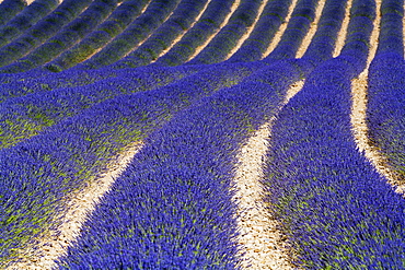 Lavender Field, Provence, France