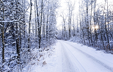 A Snow Covered Road With Tire Tracks And A Sunburst Through The Trees, Wetaskiwin, Alberta, Canada