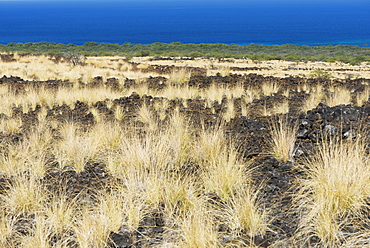 Wheat-Coloured Grasses Grow On The Lava Facing The Ocean, Waikaloa, Island Of Hawaii, Hawaii, United States Of America