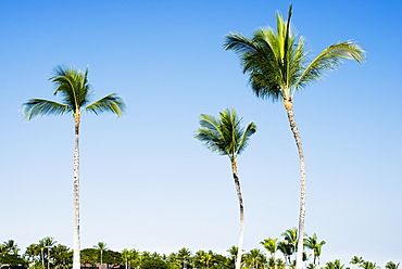 Palm Trees Over The Mauna Launi Golf Course, Mauna Launi, Island Of Hawaii, Hawaii, United States Of America