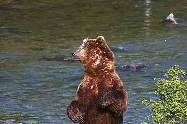 A Scarred Brown Bear Stands To Scratch His Back Alongside Brooks River, Southwest Alaska, Summer