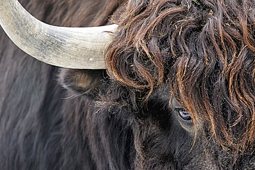 Close Up Portrait With An Intense Look, Quebec, Canada