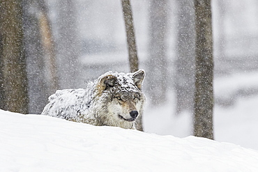 Grey Wolf (Canis Lupus) During A Snow Storm, Montebello, Quebec, Canada