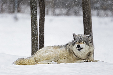 Grey Wolf (Canis Lupus) Showing Submission Behaviour, Montebello, Quebec, Canada