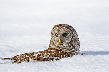 Barred Owl (Strix Varia) Snow Bathing, Boucherville, Quebec, Canada