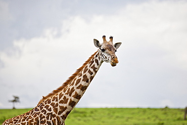 A Giraffe (Giraffa Camelopardalis) On Crescent Island On Lake Naivasha, Naivasha, Kenya