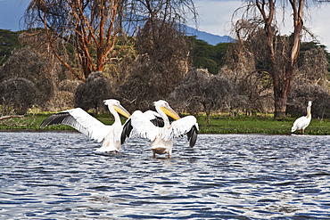 Pelicans Flap Their Wings On Lake Naivasha, Naivasha, Kenya